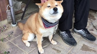 甘えてくるのに飼い主がベタベタしてくるのは拒否する柴犬　Shibe cuddle the owner, but he refuses when the owner tries to cuddle.