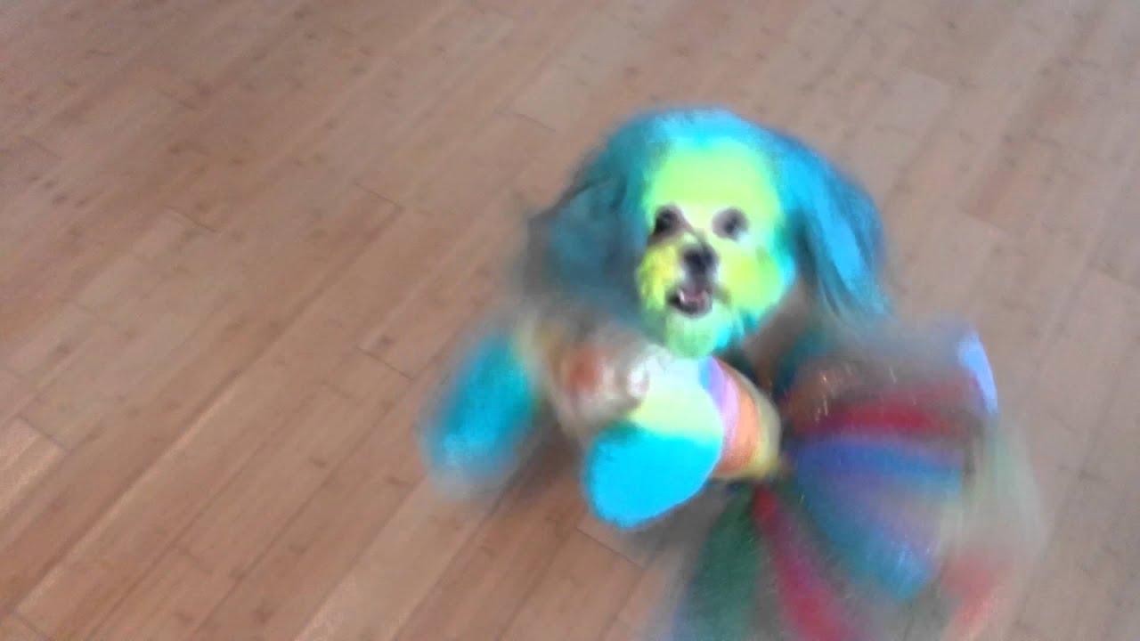 Part 8 Final Result of how to dye your dog Rainbow YouTube