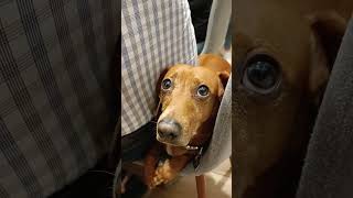 Precious Dog Refusing to Share Dining Chair