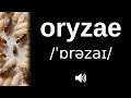 How to pronounce oryzae (CORRECTLY!)