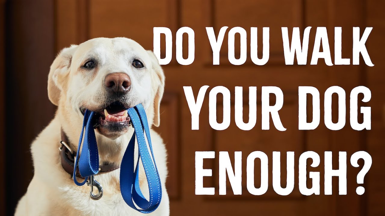 How Long Should You Walk Your Dog Each Day? - YouTube