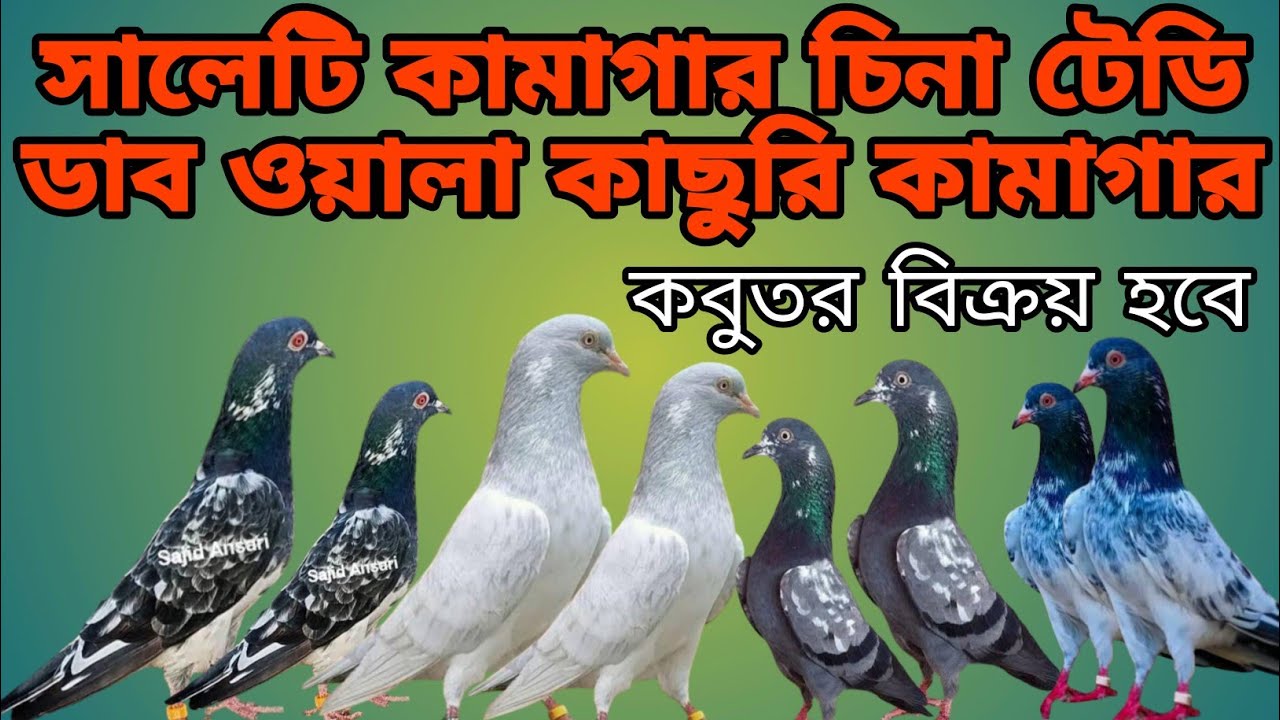 সালেটি কামাগার,ডাব ওয়ালা,কাছুরি, চিনা টেডি কবুতর বিক্রি হবে।
