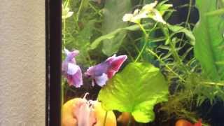 200 Lt Karma Akvaryumda Dumbo Dthm Betta Fish