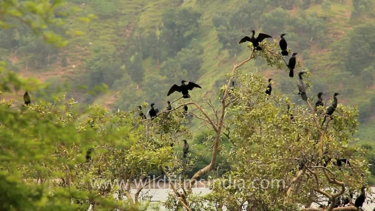 Snake like birds - Little Black Cormorants! 