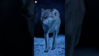 Why can't wolves be domesticated?