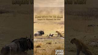 Leopard Ambush The Wildebeest Staredown #leopard #survival #nature #wildlife #animals #africa