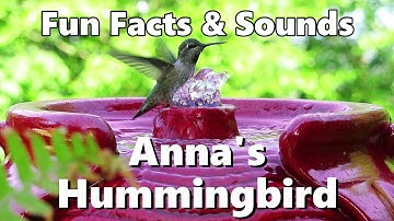 Anna