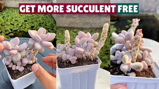 How to Propagate Succulents Fast & Easy |多肉植物 | 다육이들 | Suculentas