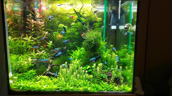 Eheim Vivaline LED 150 Combi Acquario completo