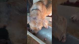 Тбилиси 🇬🇪 Сакартвело 💌 Грузия Приют Тамаза Элизбарашвили 🐕💌🍀🙏