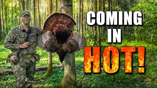 No Time To Set Up Fired-Up Public Land Gobbler