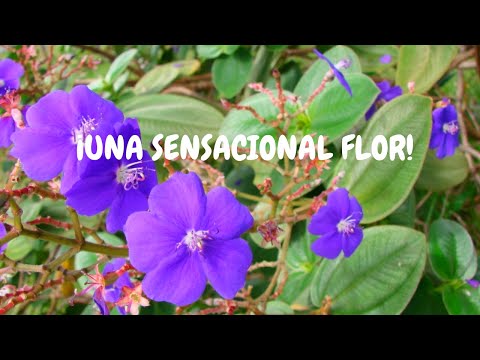 Video: ¿Crecerá la tibouchina a la sombra?