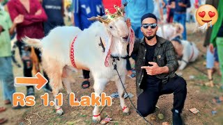 Bakra 1.1 Lakh Ka in Bhopal Bakra Mandi | Cattle Market | Bakra Eid 2023 Vlog