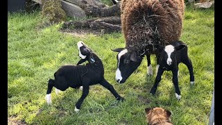 Kestrel’s lambs were what I call star gazers so needed help & steroids