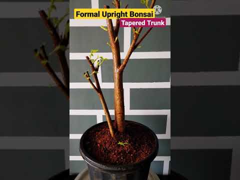 Video: Ficus Hellig