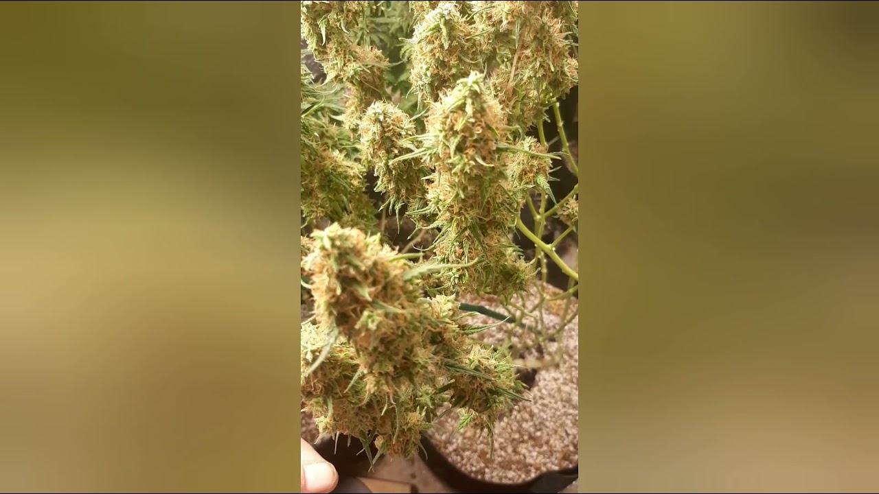 Run Five; Day 62. close-up view of trichomes