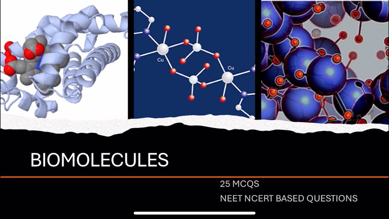 25 mcqs on biomolecules class 11 biology /neet 2025 - YouTube