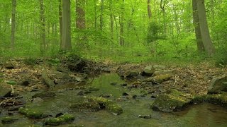 90 Minutes of Woodland Ambiance ( Nature Sounds Series #9 ) Trickling Stream & Bird Sounds