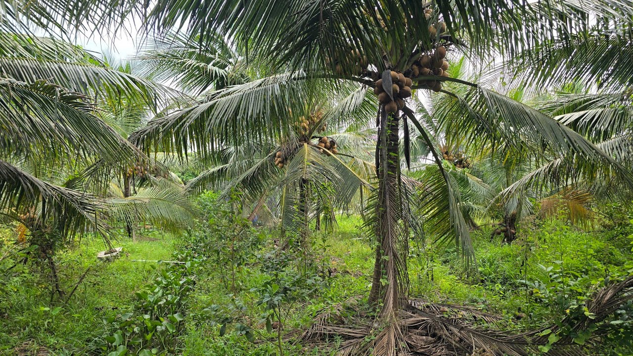 Tập 4251 : Bán nhà vườn 1.000m² ngang 30×35 giá 320 triệu vườn dừa trái xum xuê