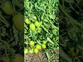 टमाटोची सेटिंग अशी की तार दम धरीना 🍅🔥 | Tomato Farming High Yield #ytshorts #tomato