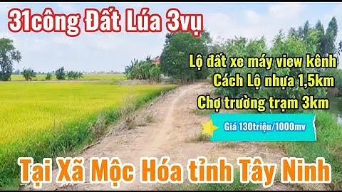 Bán 31công đất lúa 3vụ Mặt tiền lộ xe máy tới đất view kênh Tại xã Mộc Hóa tỉnh Tây Ninh #bdslongan