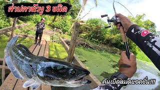 กัดโคตรโหดดด!! ตีย้ำๆ เจอปลาหัวงู 3 สายพันธุ์ #toman #fishingez #snakehead #mantap #ตกปลาชะโด