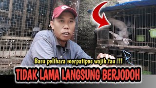 CARA MENJODOHKAN MERPATI POS PEMULA WAJIB TAU