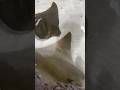 Silly Stingrays #aquarium #stingray #roadto1ksubs