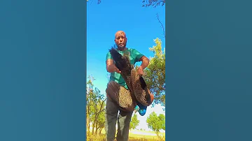طائر طاووس اجي تشوف كيف داير تبارك الله 