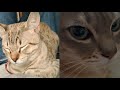 AUSTRALIAN MIST CATS 2021 の動画、YouTube動画。