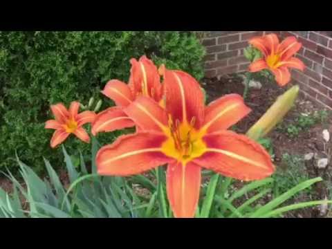 Video: Tiger Lily Flowers - Cómo cultivar lirios tigrados y cuidado de los lirios tigrados