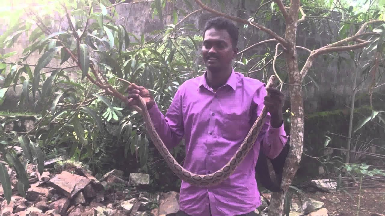 Vava Suresh Catching a Viper Snake Near Pothencode Thiruvananthapuram Kerala