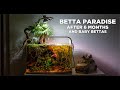 Lowtech nano betta paradise after 6 months  big update and baby bettas