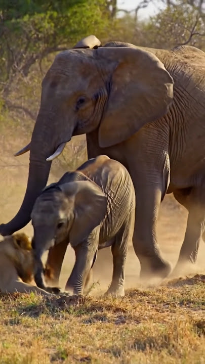 LION VS ELEVENT  #viralvideo #shorts