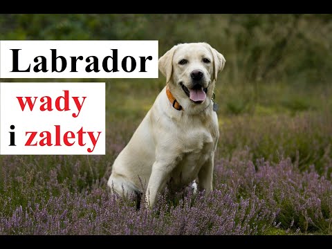 Wideo: Labrador: Ciekawostki, Zalety I Wady Rasy