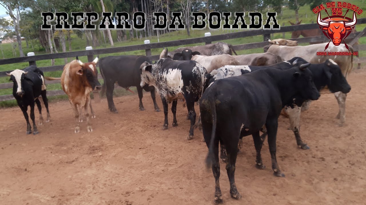 Preparo da boiada de pulo da Cia de Rodeio V5 - Rodeio mirim, amador e ...