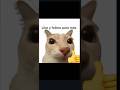 Este gato sabe MÁS que tú 😱 #trending #humor