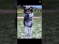 Rieka! #wolves #wolfquest #wolf #edit