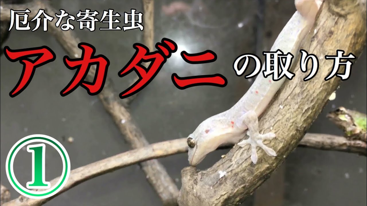 可愛いニホンヤモリ アカダニ取りをするぜ Youtube