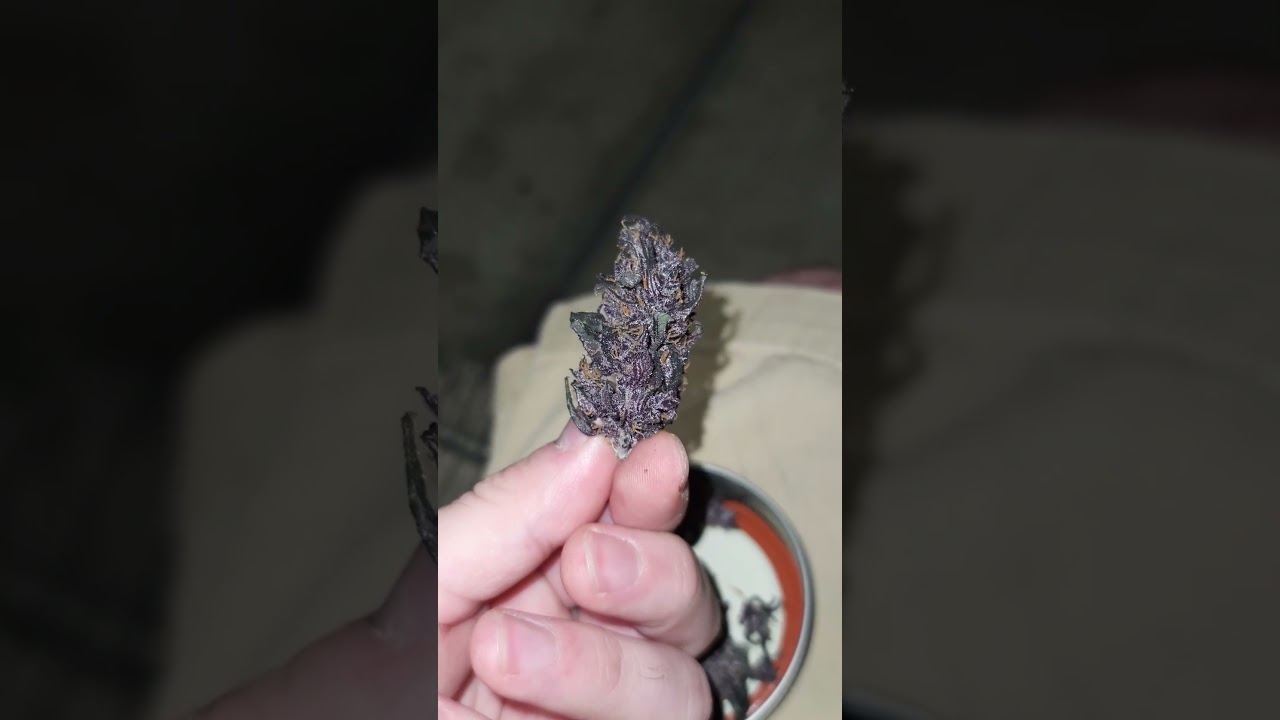 Bloody Skunk Auto 🩸🦨🩸