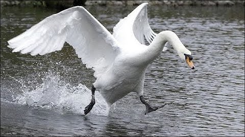 KTANE - Defusing Adapted Swan Hell (47 in 108:00)