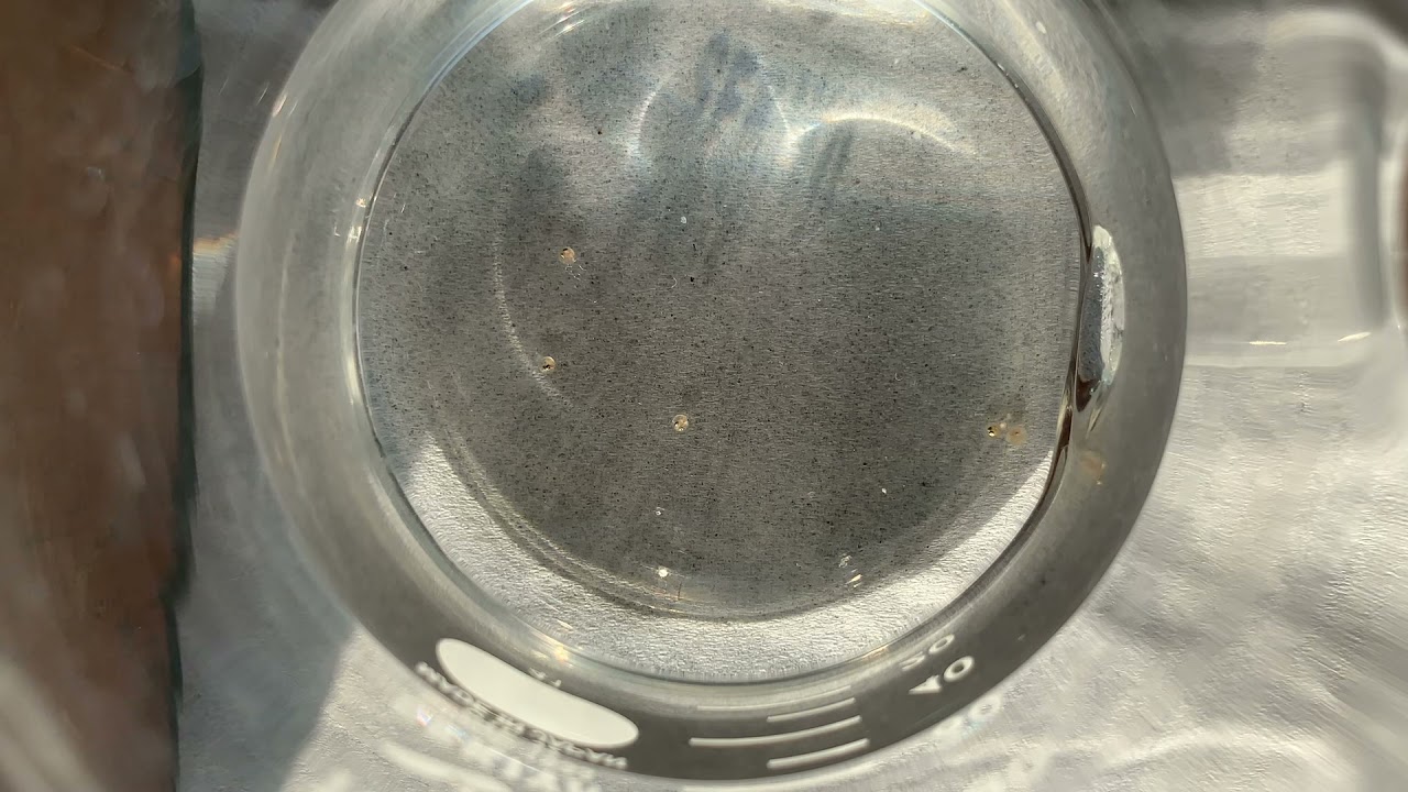 Hatching of a baby rice fish ! めだかの孵化 YouTube