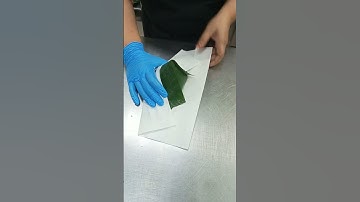 Thumbnail of tutorial bungkus nasi lemak daun pisang