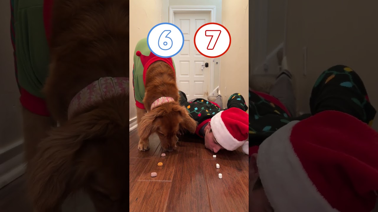Casual Reindeer Training 🏆