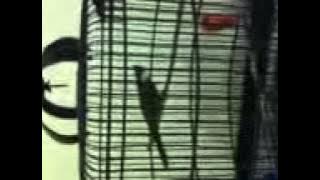 cucak jenggot kebakaran jenggot