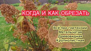 ВСЁ ПРО ОБРЕЗУ, ФОРМИРОВАНИЕ и ПОДГОТОВКУ К ЗИМЕ метельчатой, крупнолистной и древовидной гортензии.