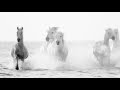 Horses of the Camargue