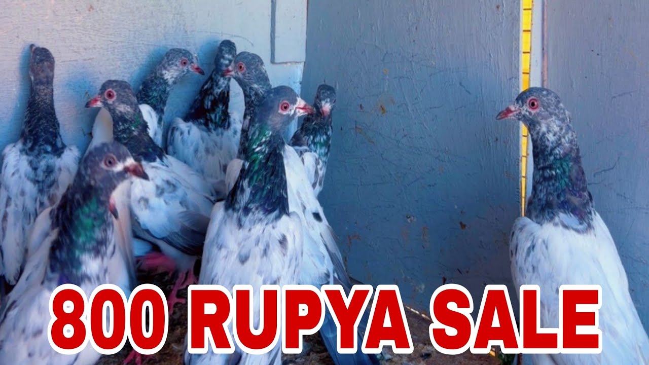 for sale pattha 800 rupya par Pic 12 Pic sale boder walay pigeon for sale in amritsar Punjaab India 