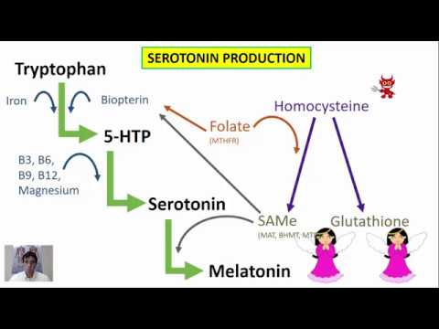 Serotonin Production