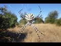 Argiope lobata, una araña espectacular